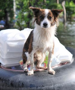	A wet dog on a floatation device with a bag of supplies on a flooded street.